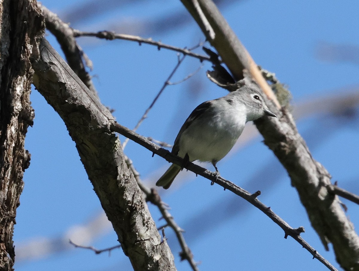 Plumbeous Vireo - Chris Gilbert