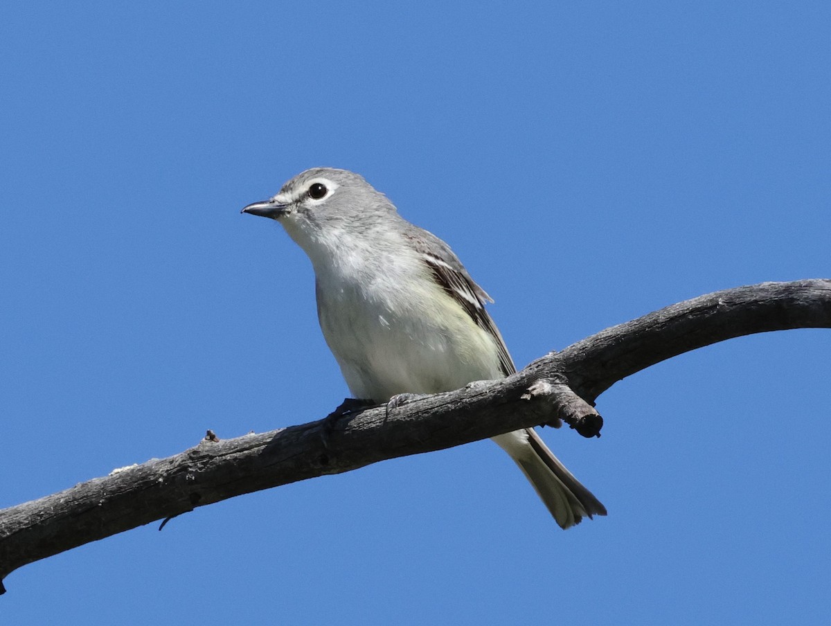 Plumbeous Vireo - ML620229551