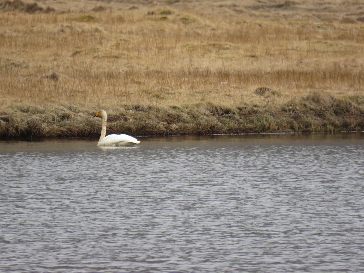 Whooper Swan - ML620229552