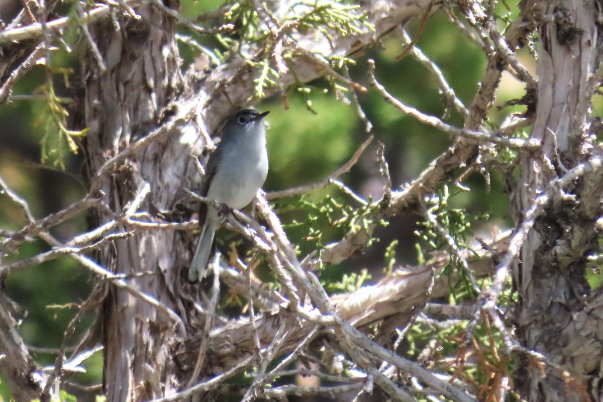 Blue-gray Gnatcatcher (obscura Group) - ML620229557