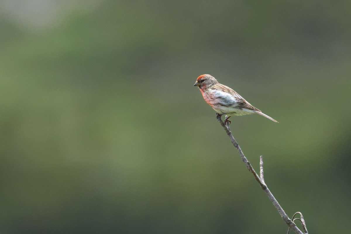 Lesser Redpoll - ML620229558