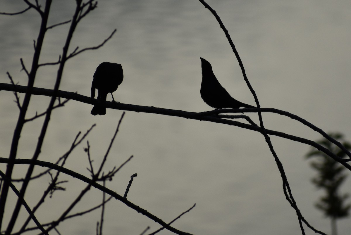 Brown-headed Cowbird - ML620229563