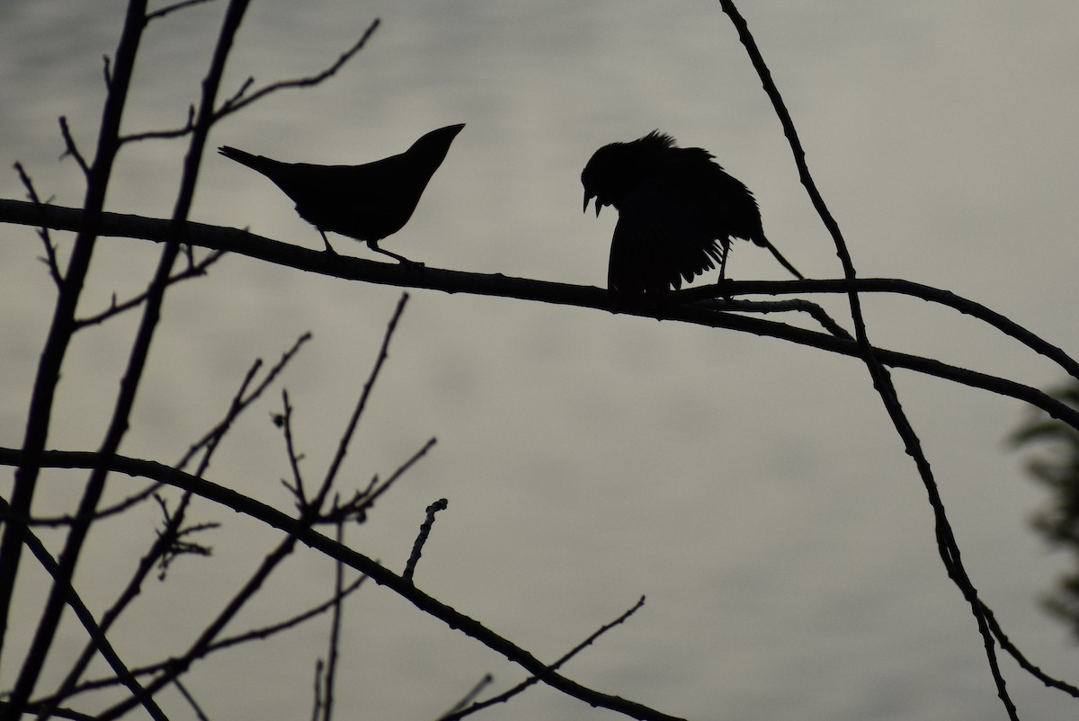 Brown-headed Cowbird - ML620229566