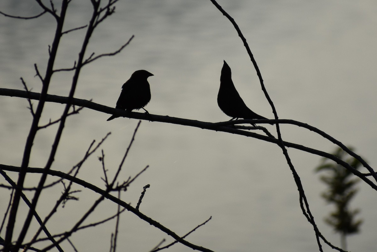 Brown-headed Cowbird - ML620229567