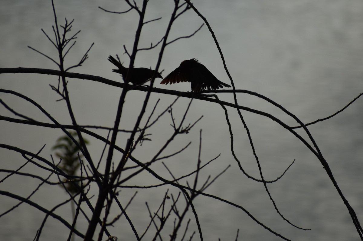 Brown-headed Cowbird - ML620229571