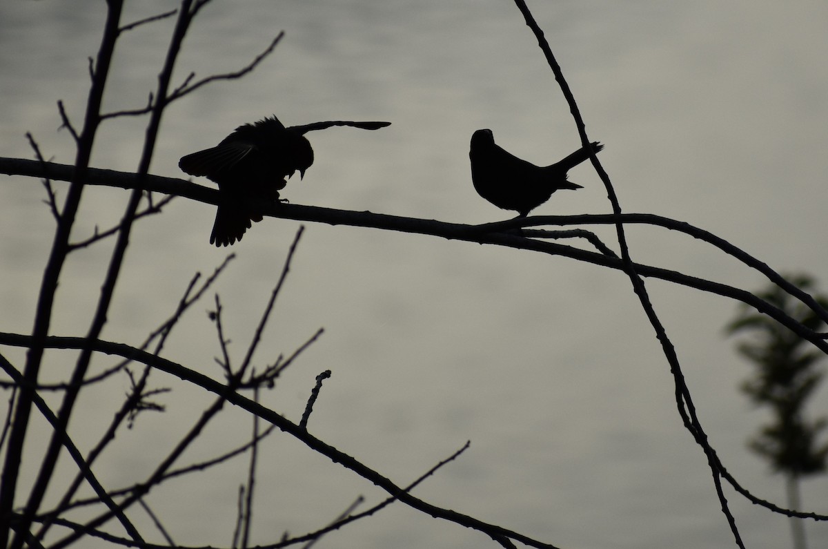 Brown-headed Cowbird - ML620229573