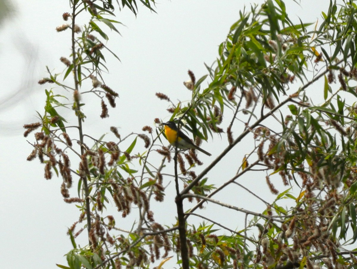 Yellow-breasted Chat - ML620229577