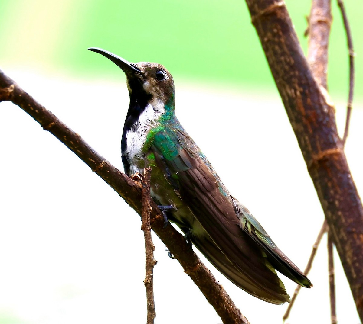kolibřík tropický - ML620229582