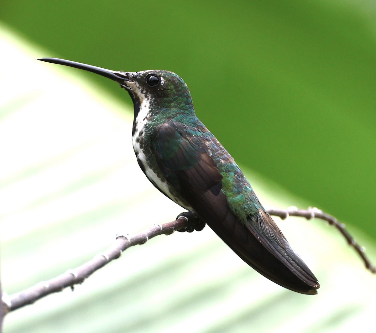 kolibřík tropický - ML620229583
