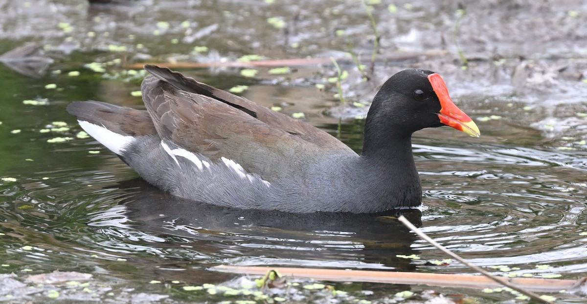 Common Gallinule - Sylvain Cardinal