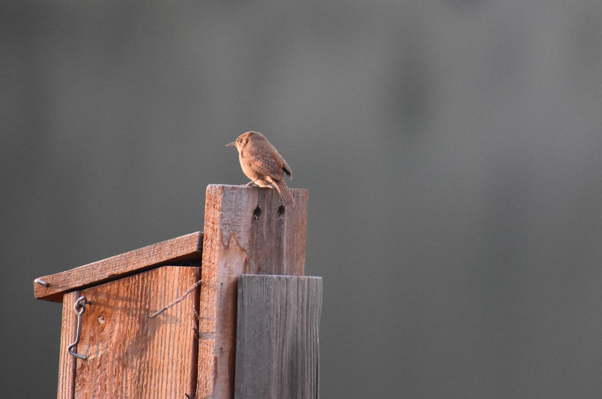 House Wren - ML620229589