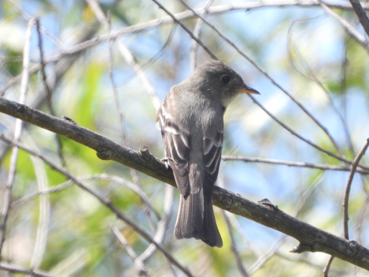 Eastern Wood-Pewee - ML620229591