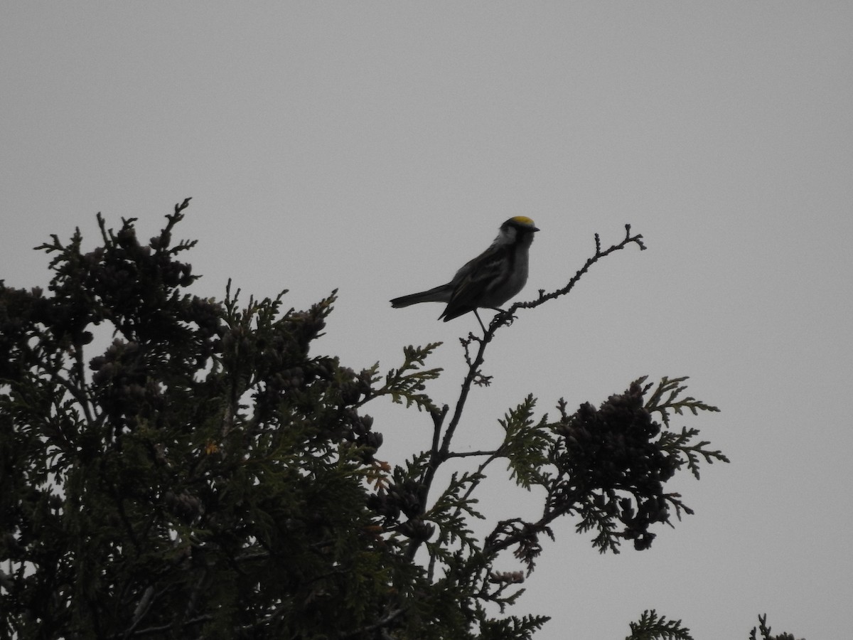 Chestnut-sided Warbler - ML620229597