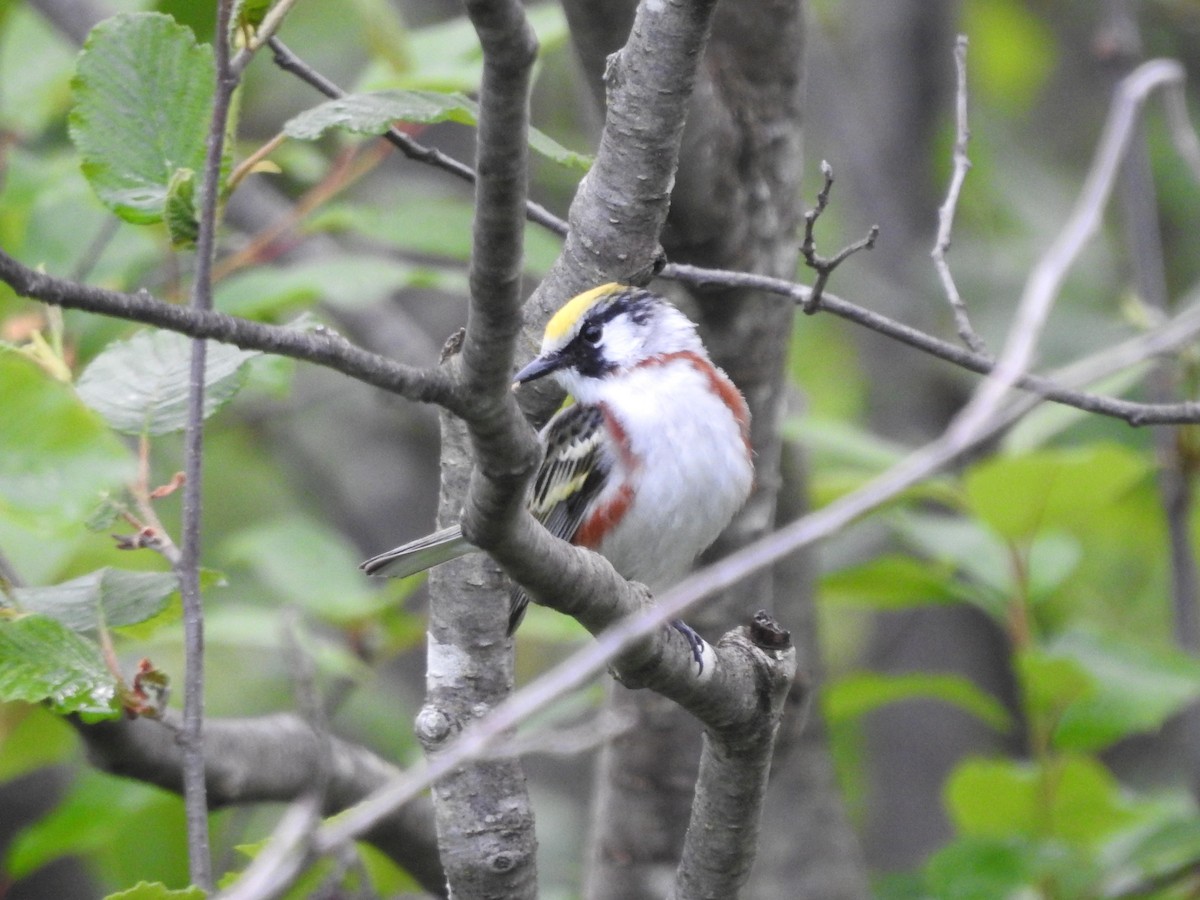 Chestnut-sided Warbler - ML620229599