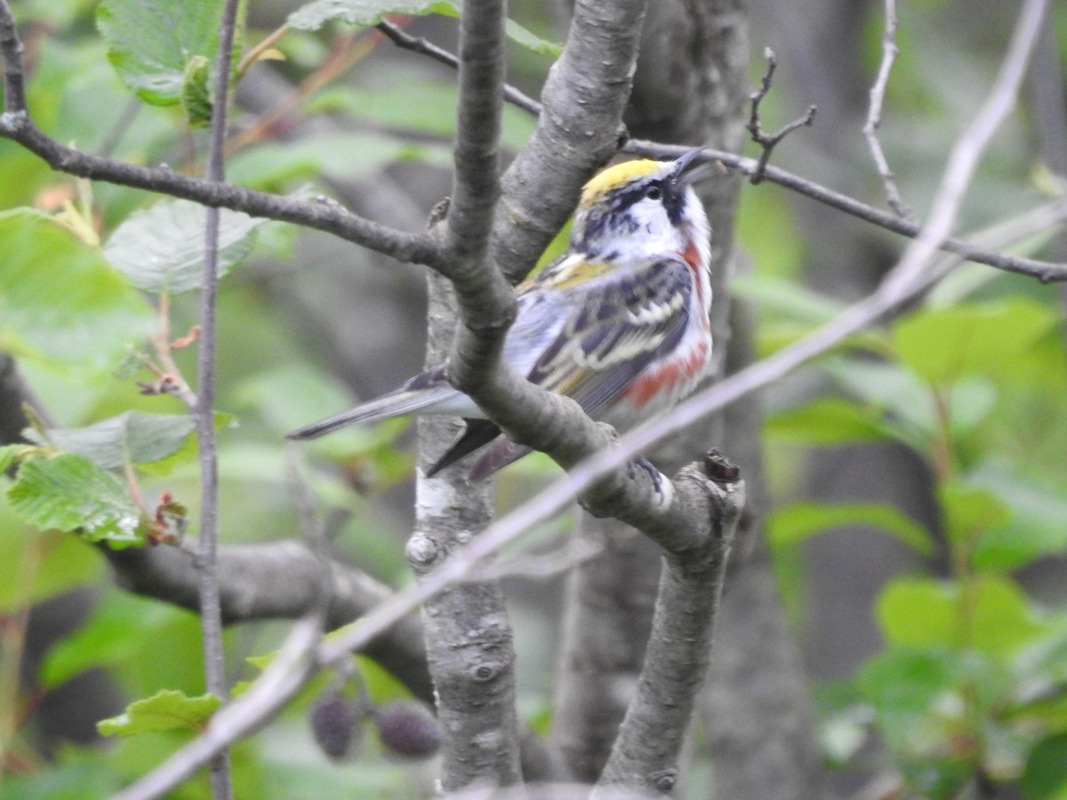 Chestnut-sided Warbler - ML620229601