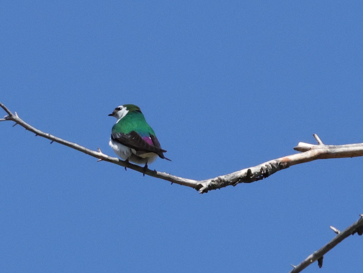 Violet-green Swallow - ML620229606