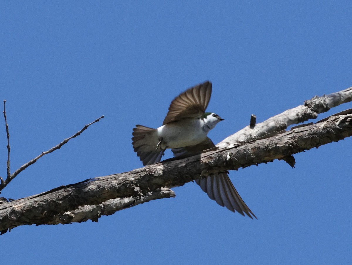 Violet-green Swallow - ML620229607