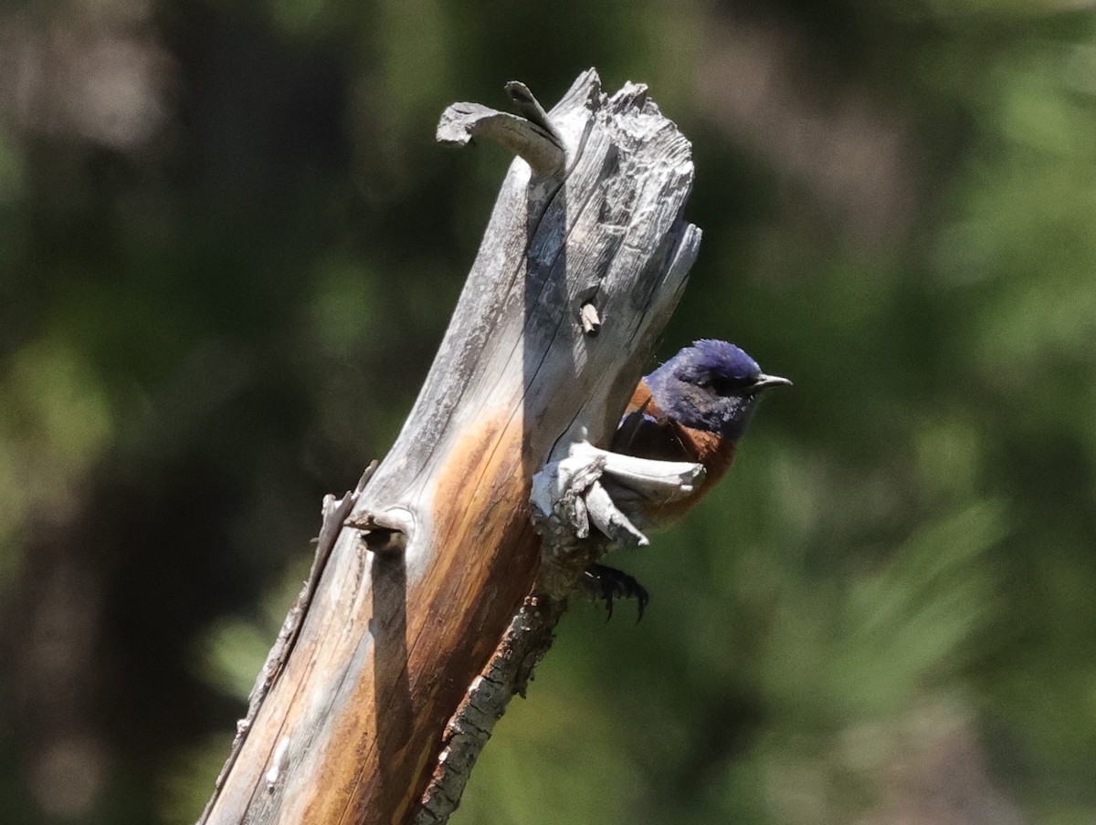 Western Bluebird - Chris Gilbert