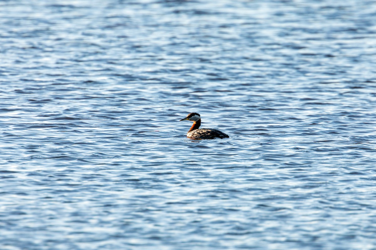Red-necked Grebe - ML620229627