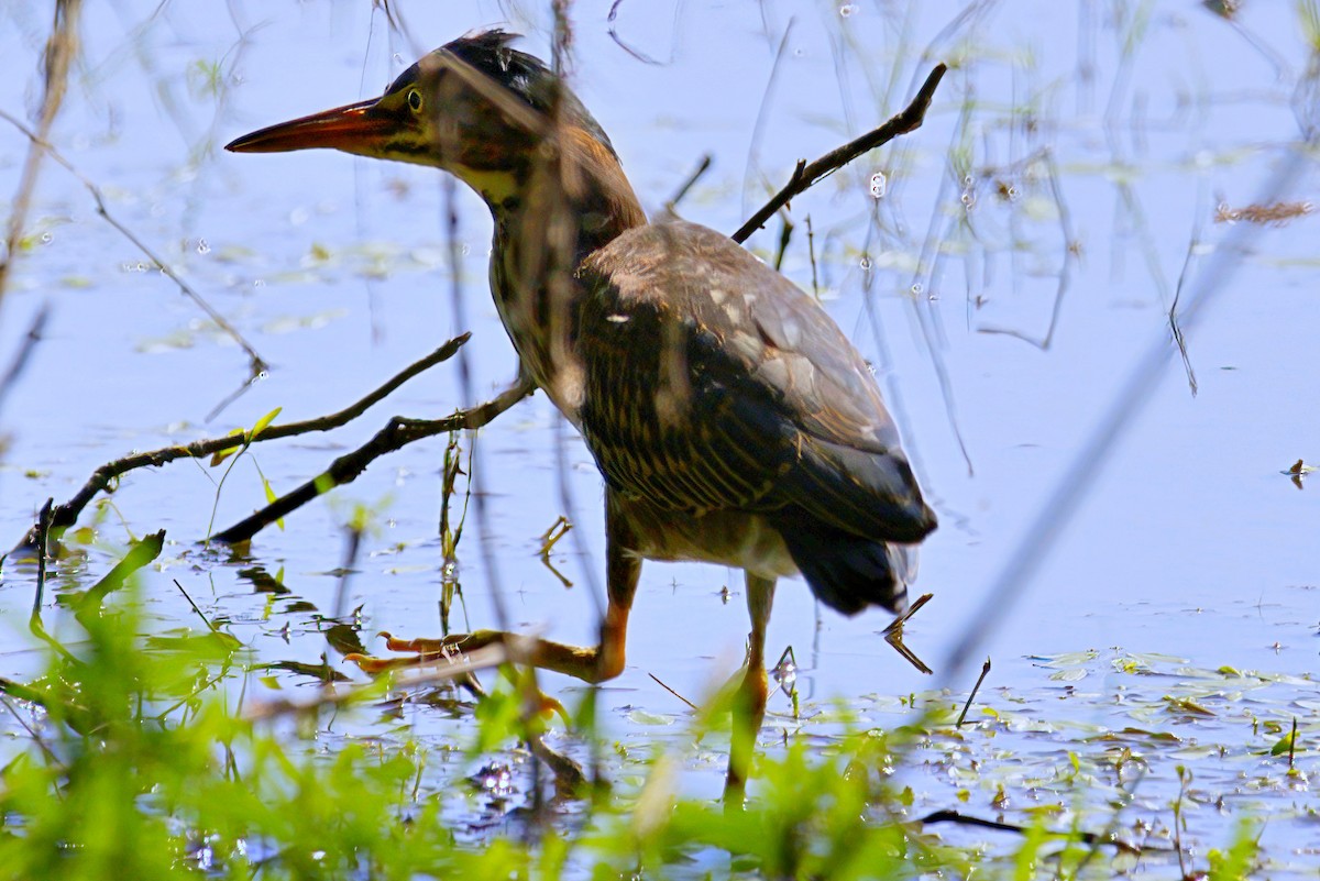 Green Heron - ML620229628