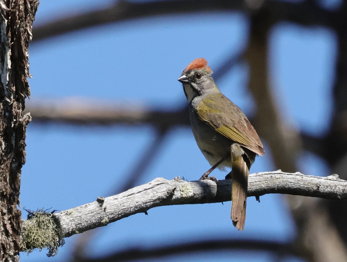 Green-tailed Towhee - ML620229635