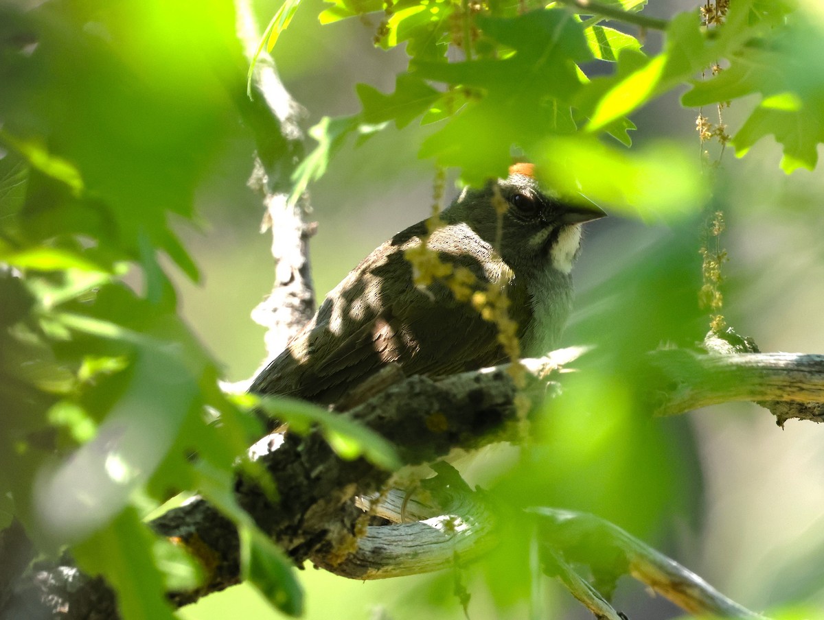 Green-tailed Towhee - ML620229636