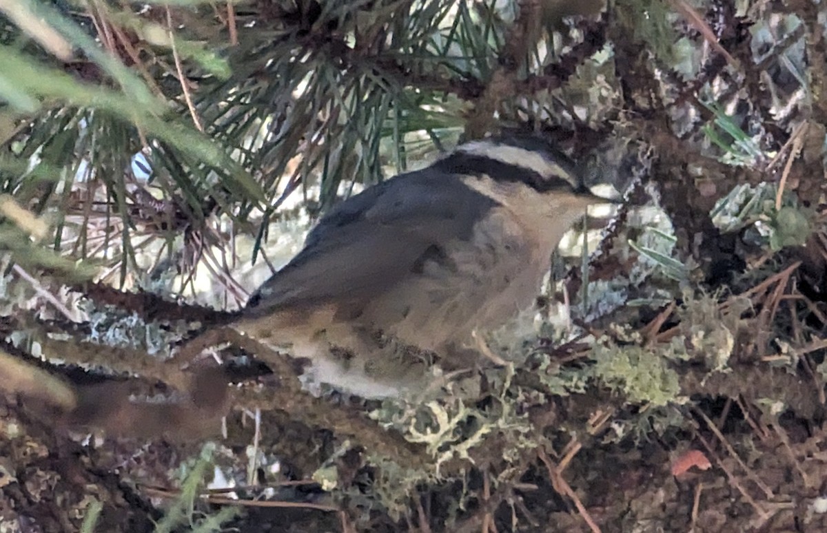 Red-breasted Nuthatch - ML620229638