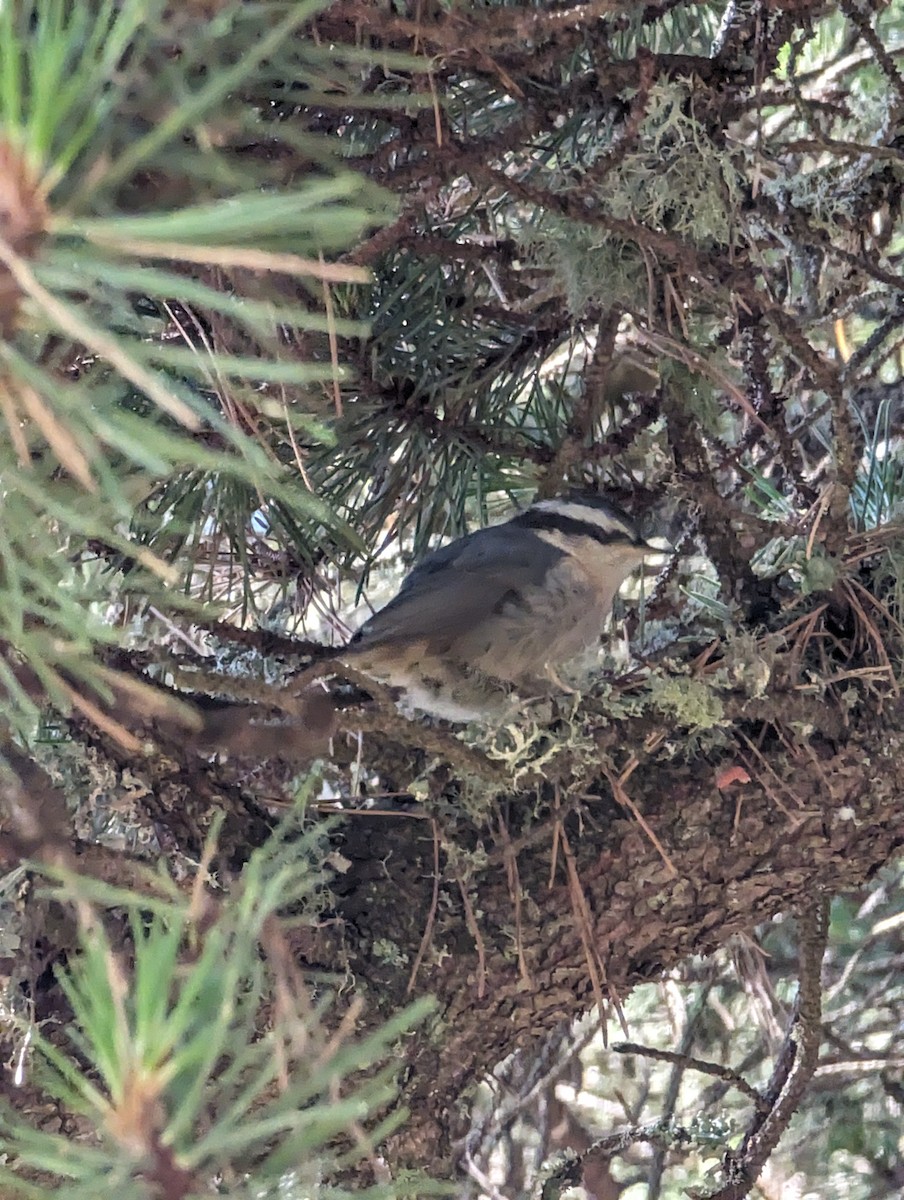Red-breasted Nuthatch - ML620229647