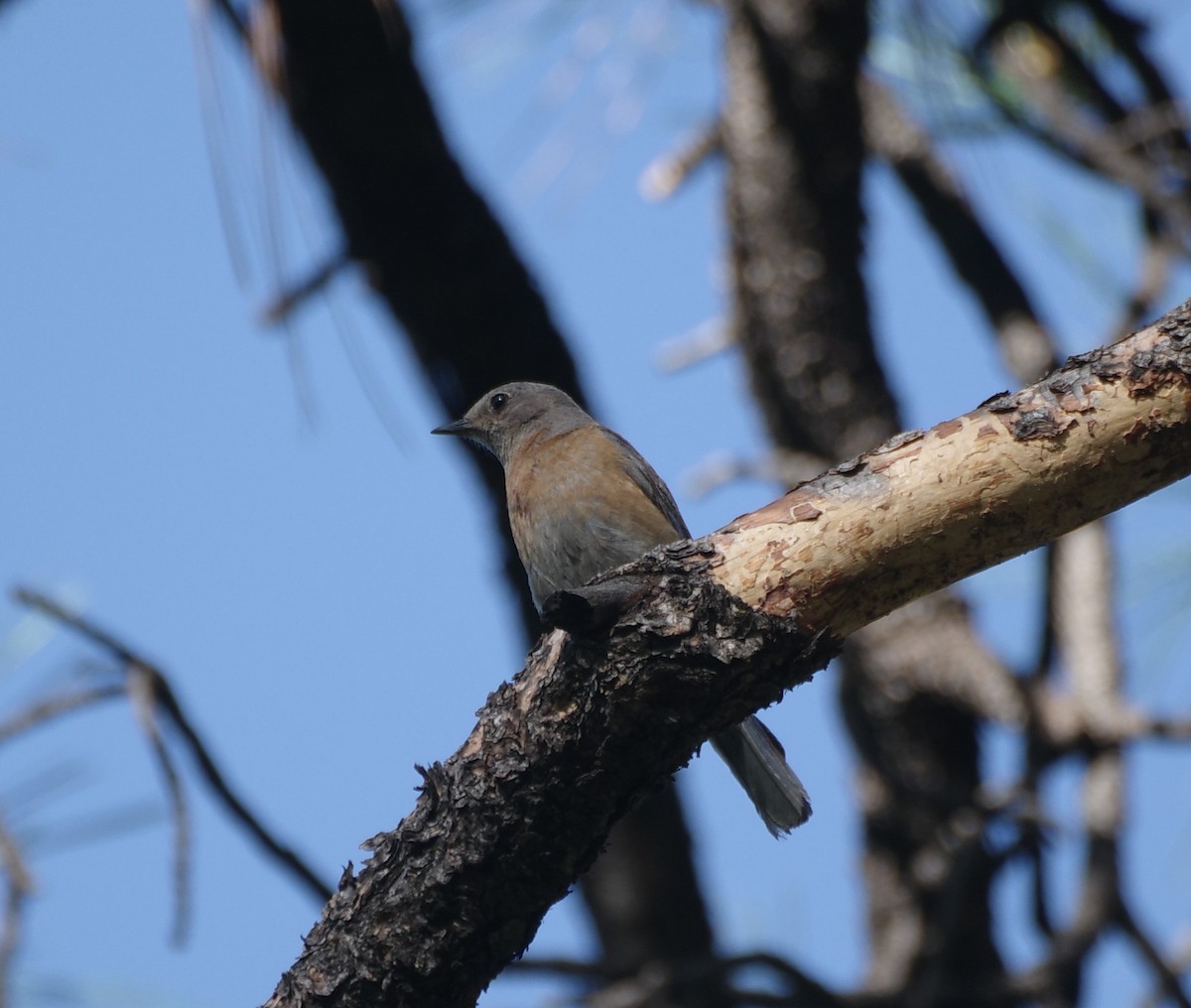 Western Bluebird - ML620229648