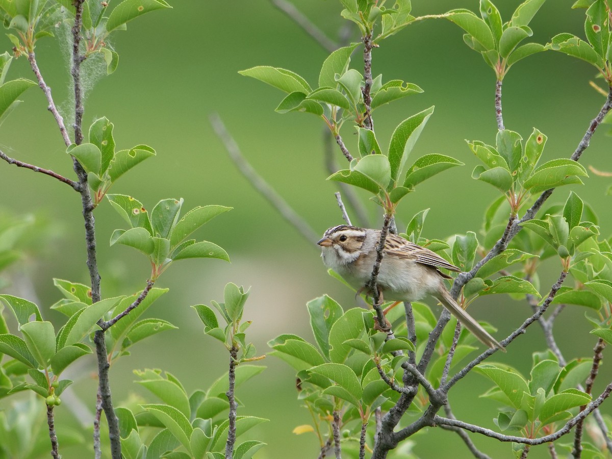 Clay-colored Sparrow - ML620229651