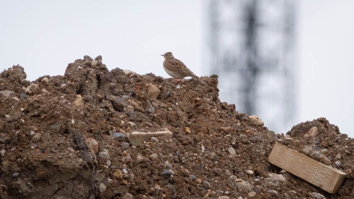 Eurasian Skylark - ML620229653