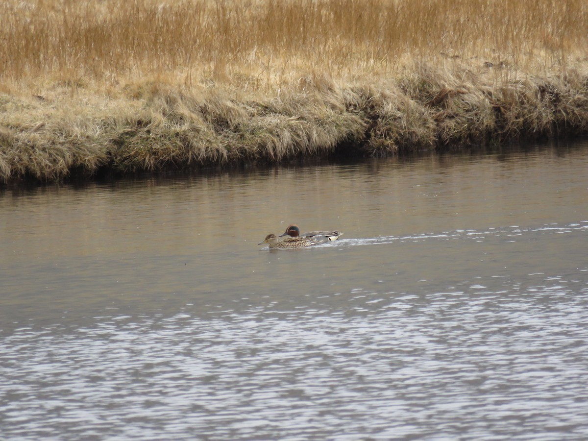 Green-winged Teal - ML620229657