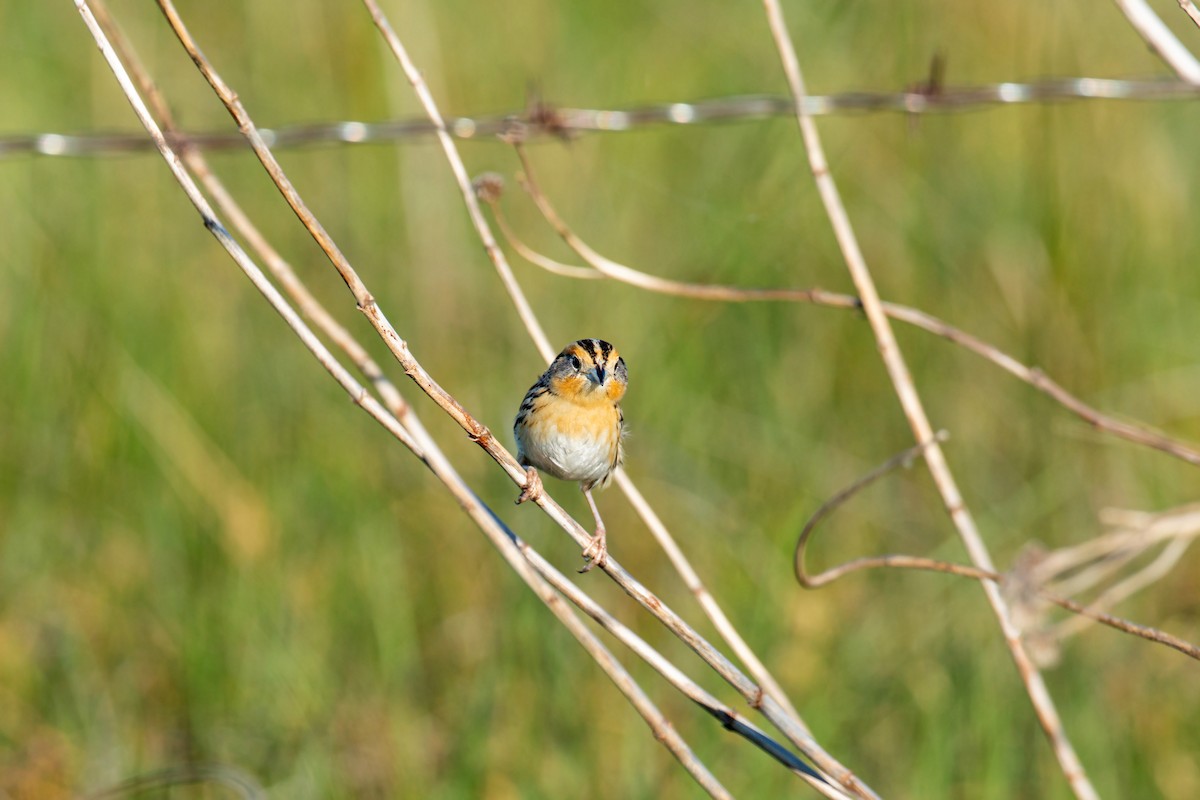 LeConte's Sparrow - ML620229664