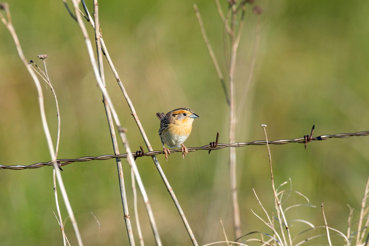 LeConte's Sparrow - ML620229665