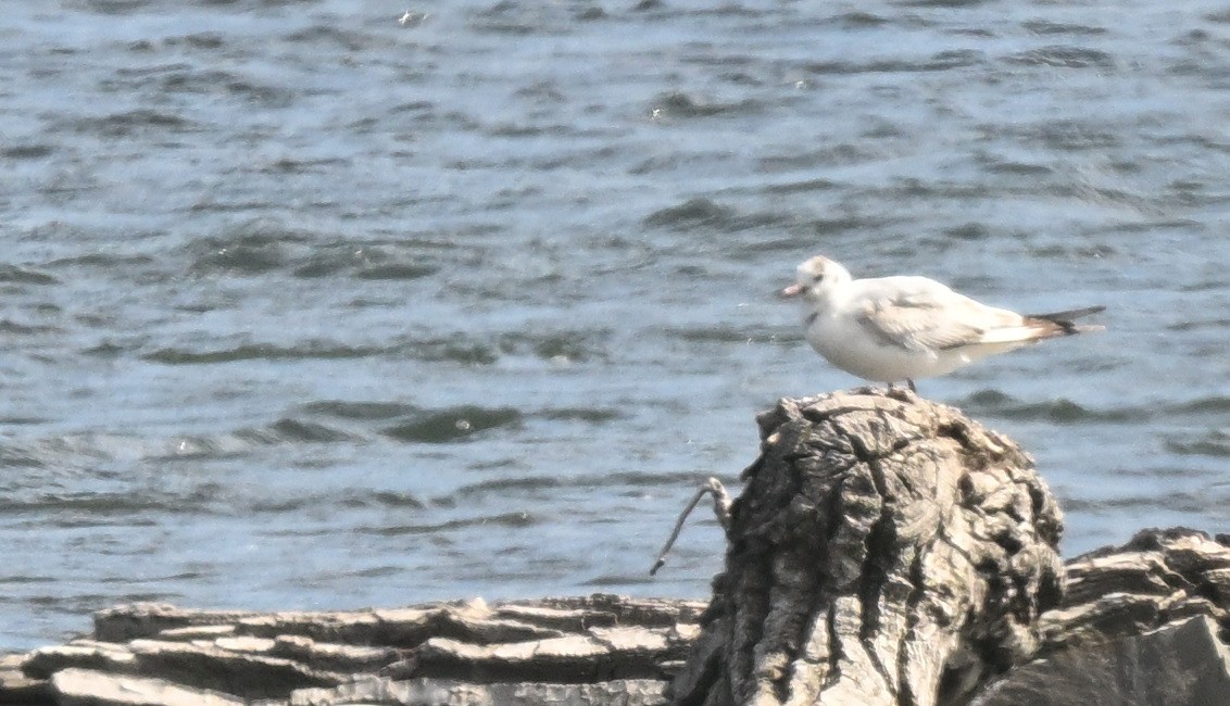 Mouette rieuse - ML620229671