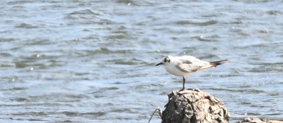 Mouette rieuse - ML620229675