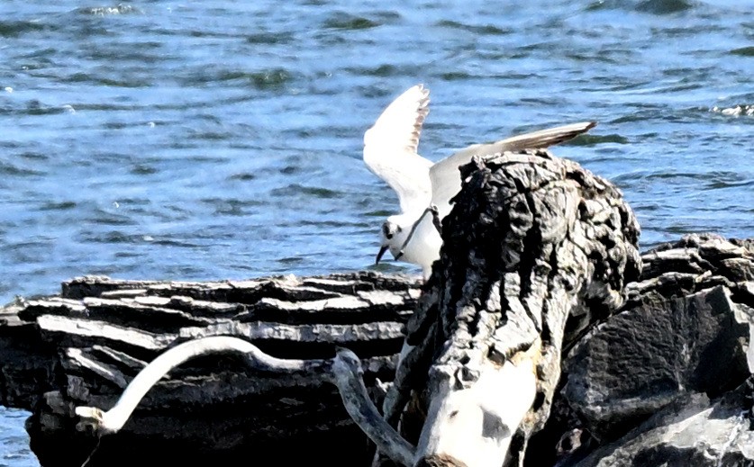 Mouette rieuse - ML620229679