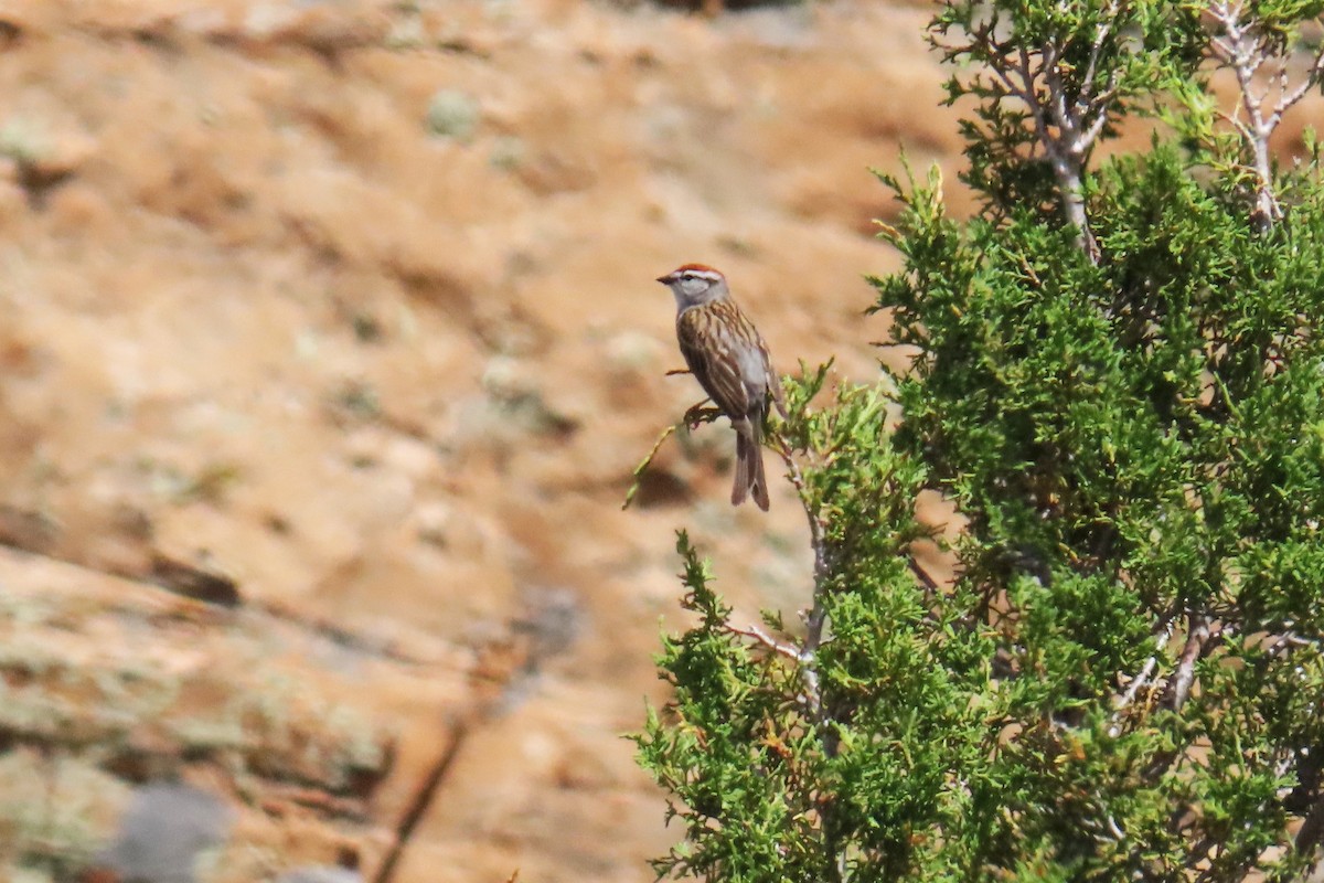 Chipping Sparrow - ML620229684