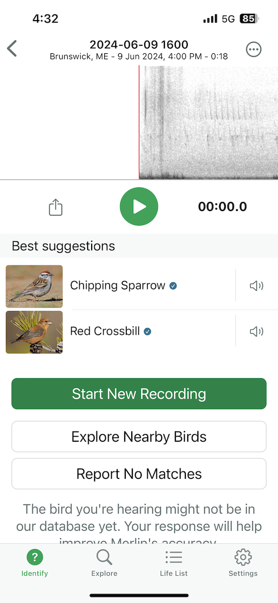 Red Crossbill - ML620229691