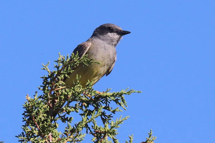 Cassin's Kingbird - ML620229693