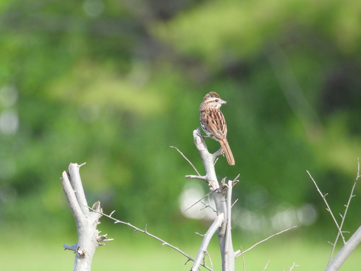 Song Sparrow - ML620229696