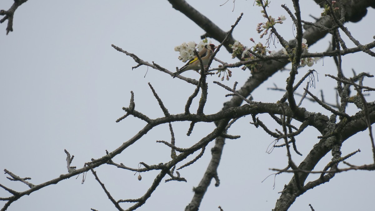 European Goldfinch - ML620229709