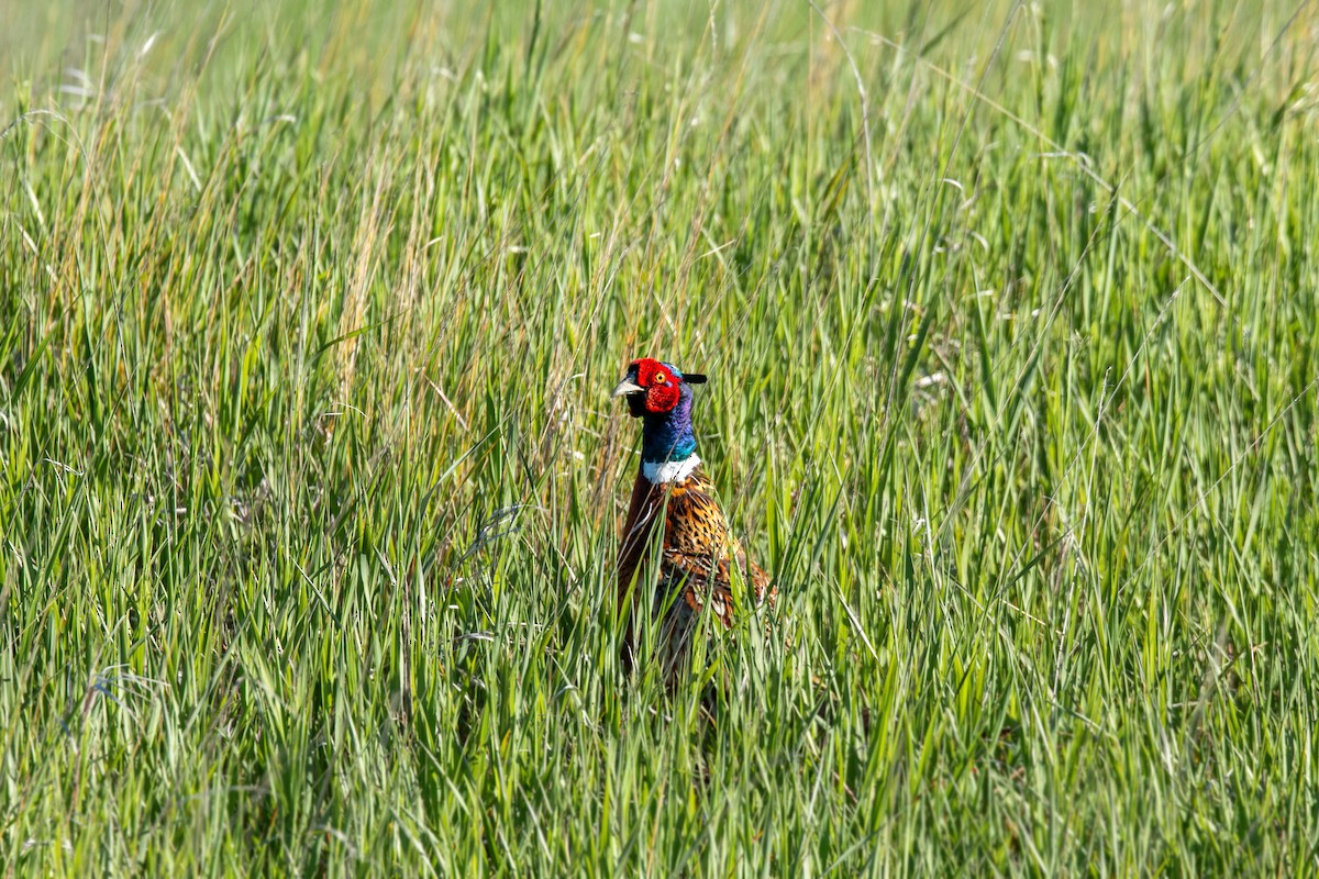 Ring-necked Pheasant - ML620229726