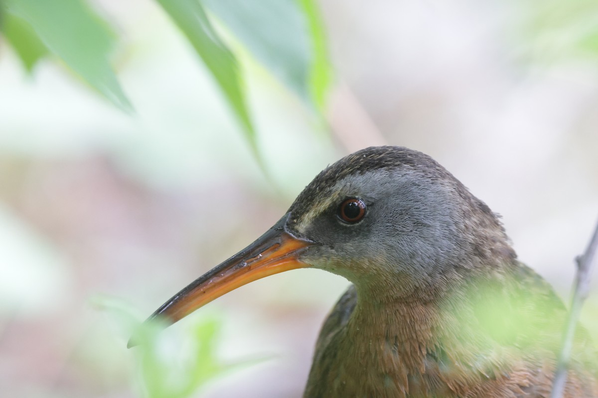 Virginia Rail - ML620229728