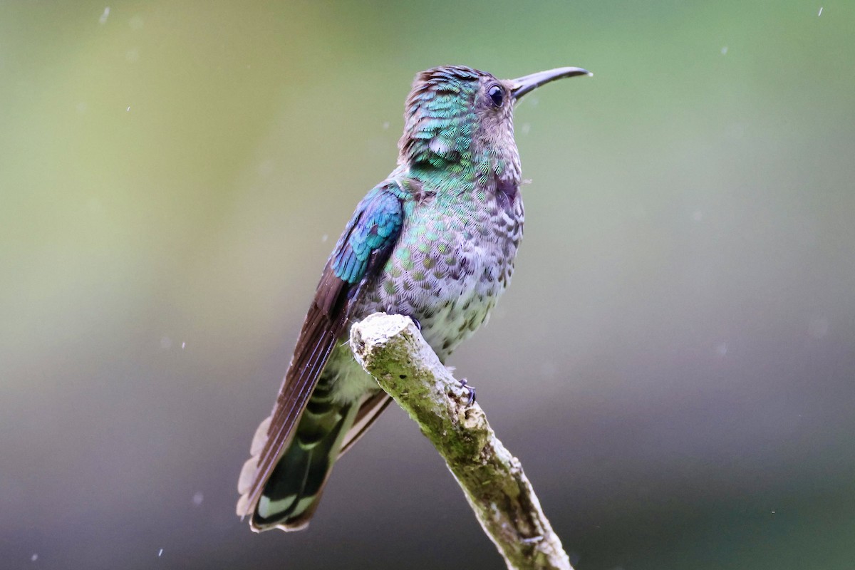 kolibřík modroprsý - ML620229735