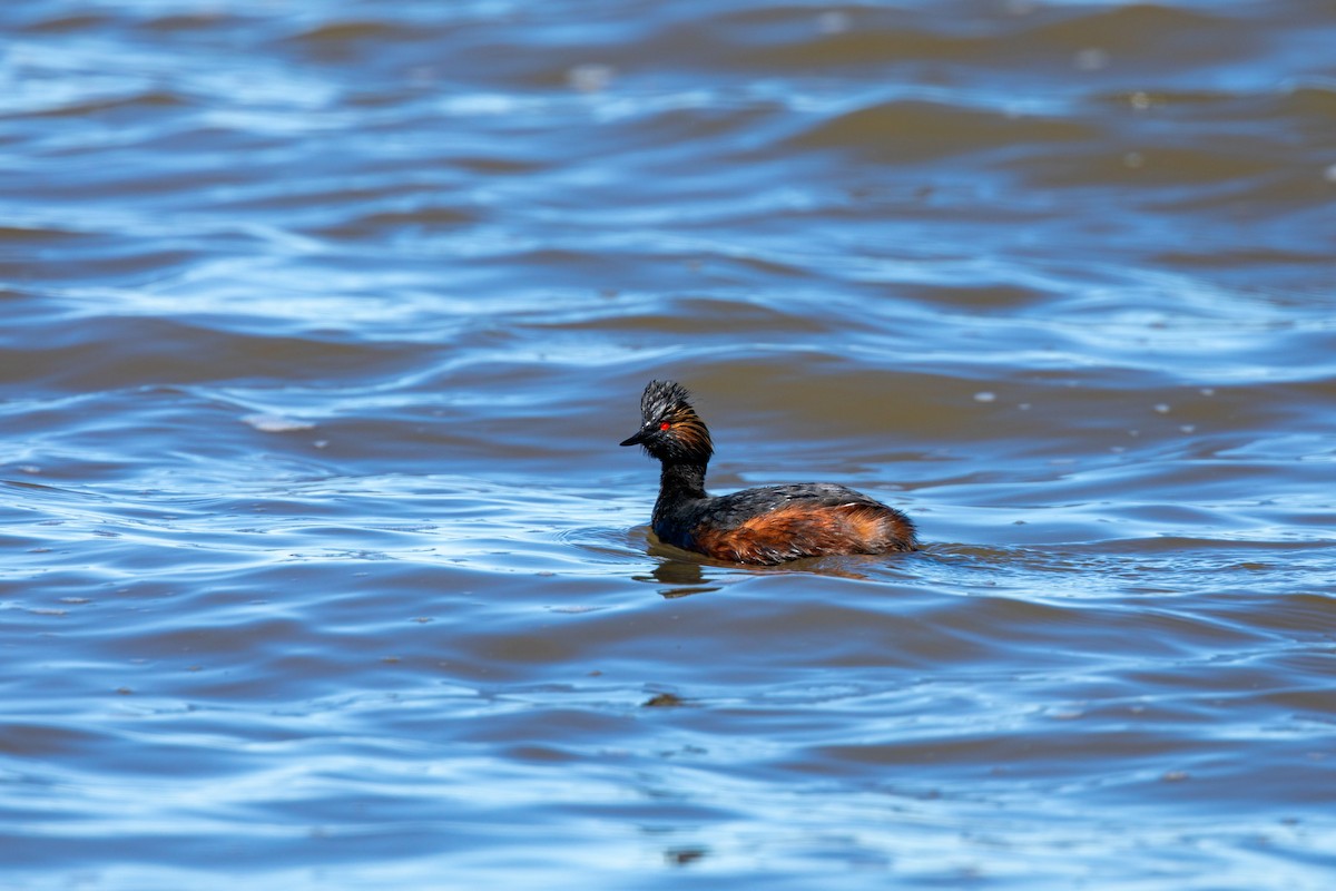 Eared Grebe - ML620229739