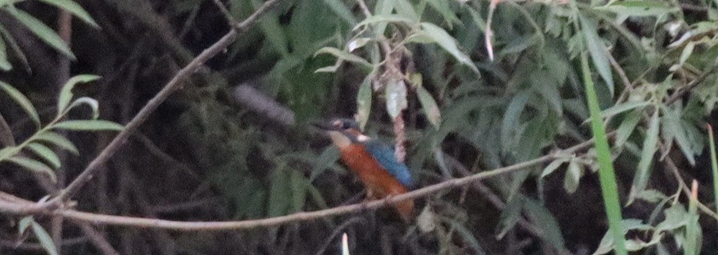 Common Kingfisher - ML620229743