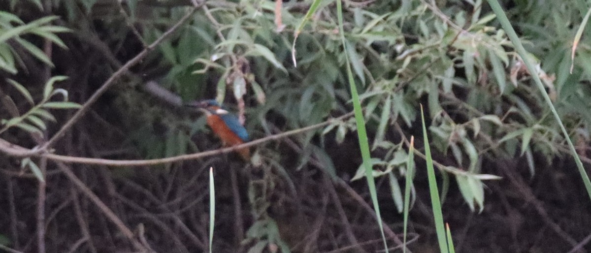 Common Kingfisher - ML620229744