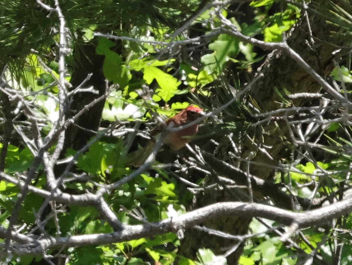 Cassin's Finch - ML620229745