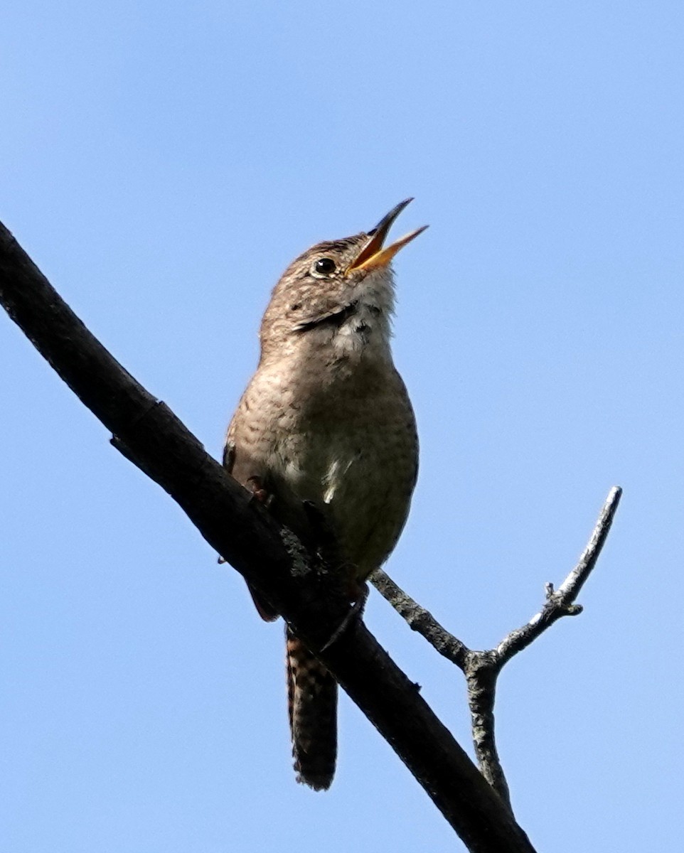 House Wren - ML620229758